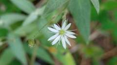 Stellaria vestita