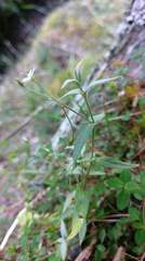 Stellaria vestita