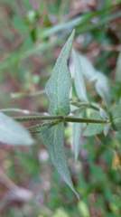Stellaria vestita