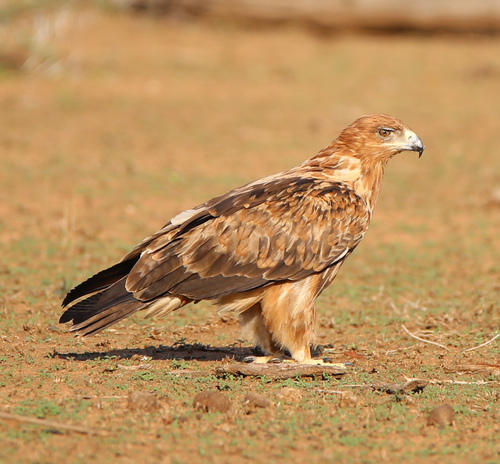 Tawny Eagle