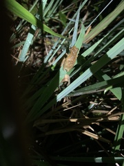 Dendropsophus parviceps