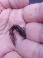 Pleurodelinae