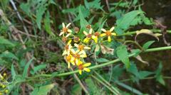 Senecio scandens incisus