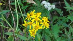 Senecio scandens incisus