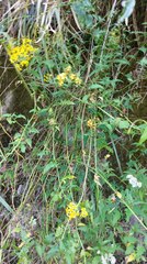 Senecio scandens incisus