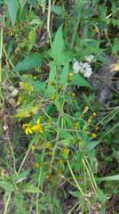 Senecio scandens incisus