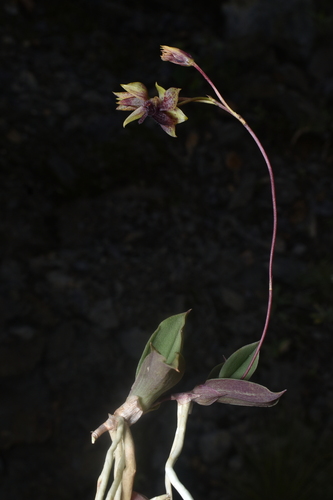 Trichoceros antennifer, photograph 3