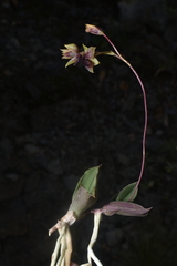 (c) Jhon A. Yuca-Palomino, some rights reserved (CC BY) Trichoceros antennifer, photograph (c) Jhon A. Yuca-Palomino, some rights reserved (CC BY)