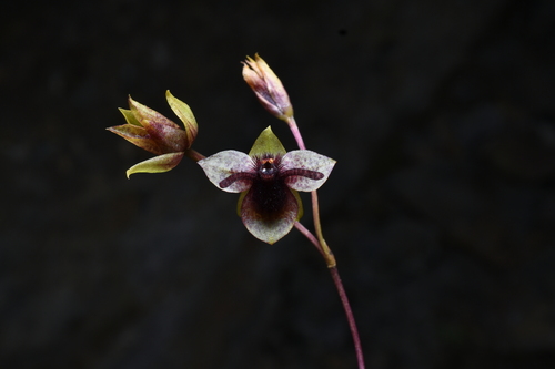 Trichoceros antennifer, photograph 4