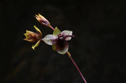Trichoceros antennifer, photograph 5