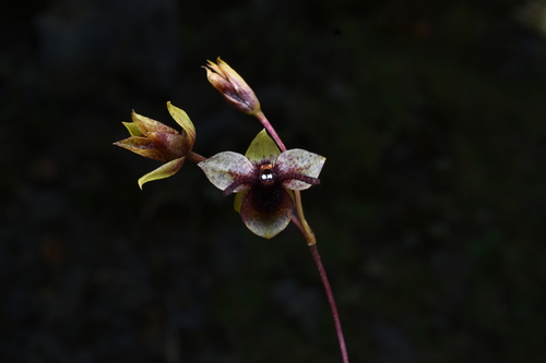 Trichoceros antennifer, photograph 6