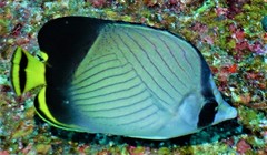 Chaetodon decussatus