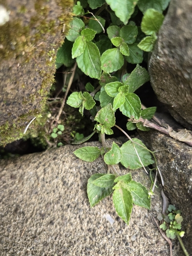 Platostoma palustre, photograph 3