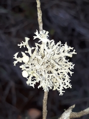 Ramalina inflata