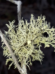 Ramalina inflata