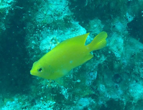 Lemon Damsel (Pomacentrus moluccensis)