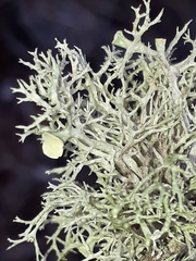 Ramalina inflata