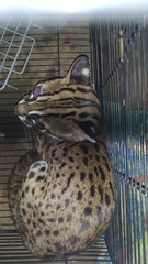 Prionailurus javanensis