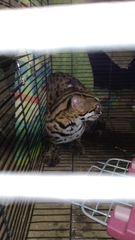 Prionailurus javanensis