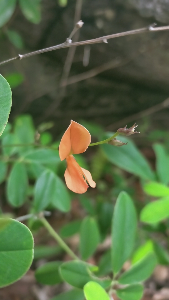Tephrosia coccinea (Tephrosia coccinea)