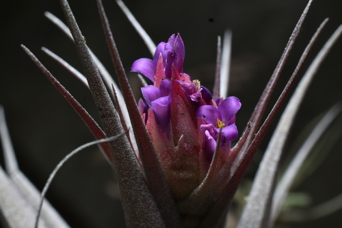 Tillandsia nana, photograph 5