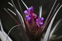 Tillandsia nana, photograph (c) Jhon A. Yuca-Palomino, some rights reserved (CC BY)