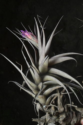 Tillandsia nana, photograph 6