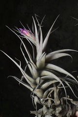Tillandsia nana, photograph (c) Jhon A. Yuca-Palomino, some rights reserved (CC BY)