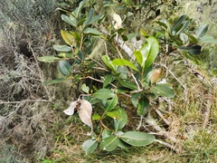 Sideroxylon borbonicum