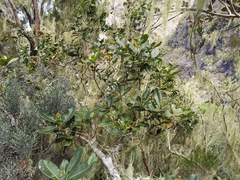 Sideroxylon borbonicum