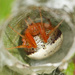 Araneus thaddeus - Photo (c) Judy Gallagher,  זכויות יוצרים חלקיות (CC BY-NC), uploaded by Judy Gallagher