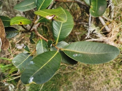 Sideroxylon borbonicum