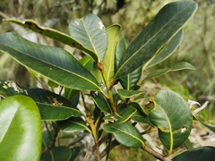 Sideroxylon borbonicum