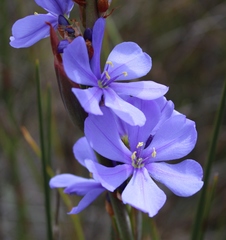 Aristea juncifolia
