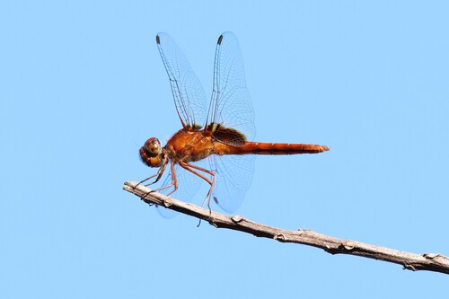 Urothemis signata