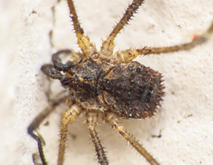 Lacinius horridus