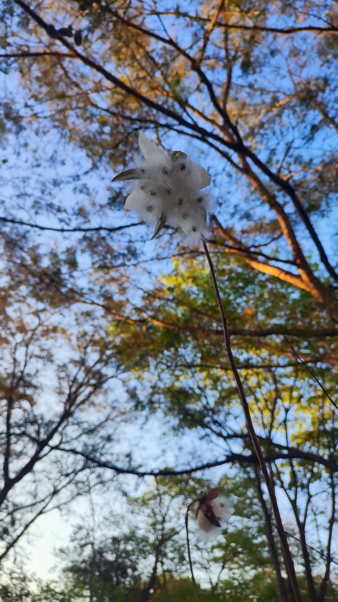 Cochlospermum regium
