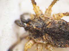 Lacinius horridus