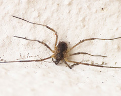 Lacinius horridus