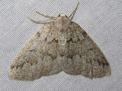 Sabulodes packardata