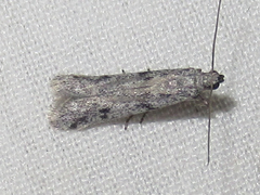 Homoeosoma stypticella