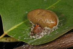 Mastophora phrynosoma