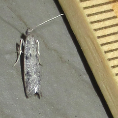 Homoeosoma stypticella