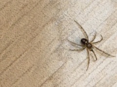 Steatoda triangulosa