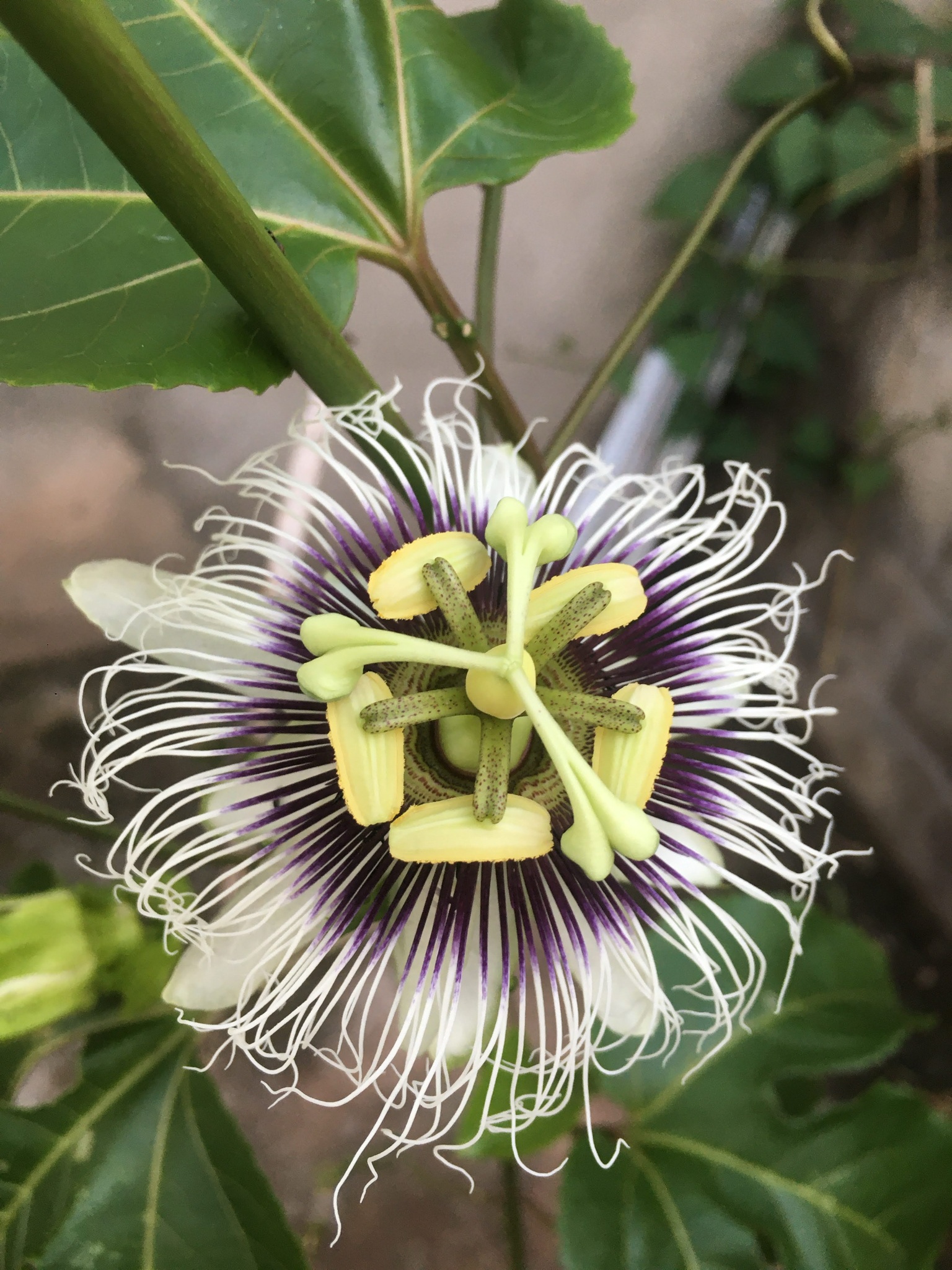 Passiflora edulis
