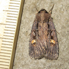 Adelphagrotis indeterminata