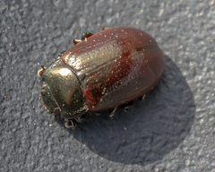 Chrysolina marginata