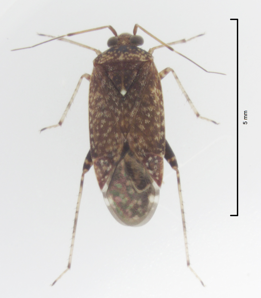 Chinamiris elongatus