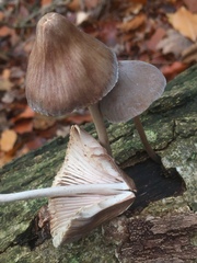 Mycena polygramma