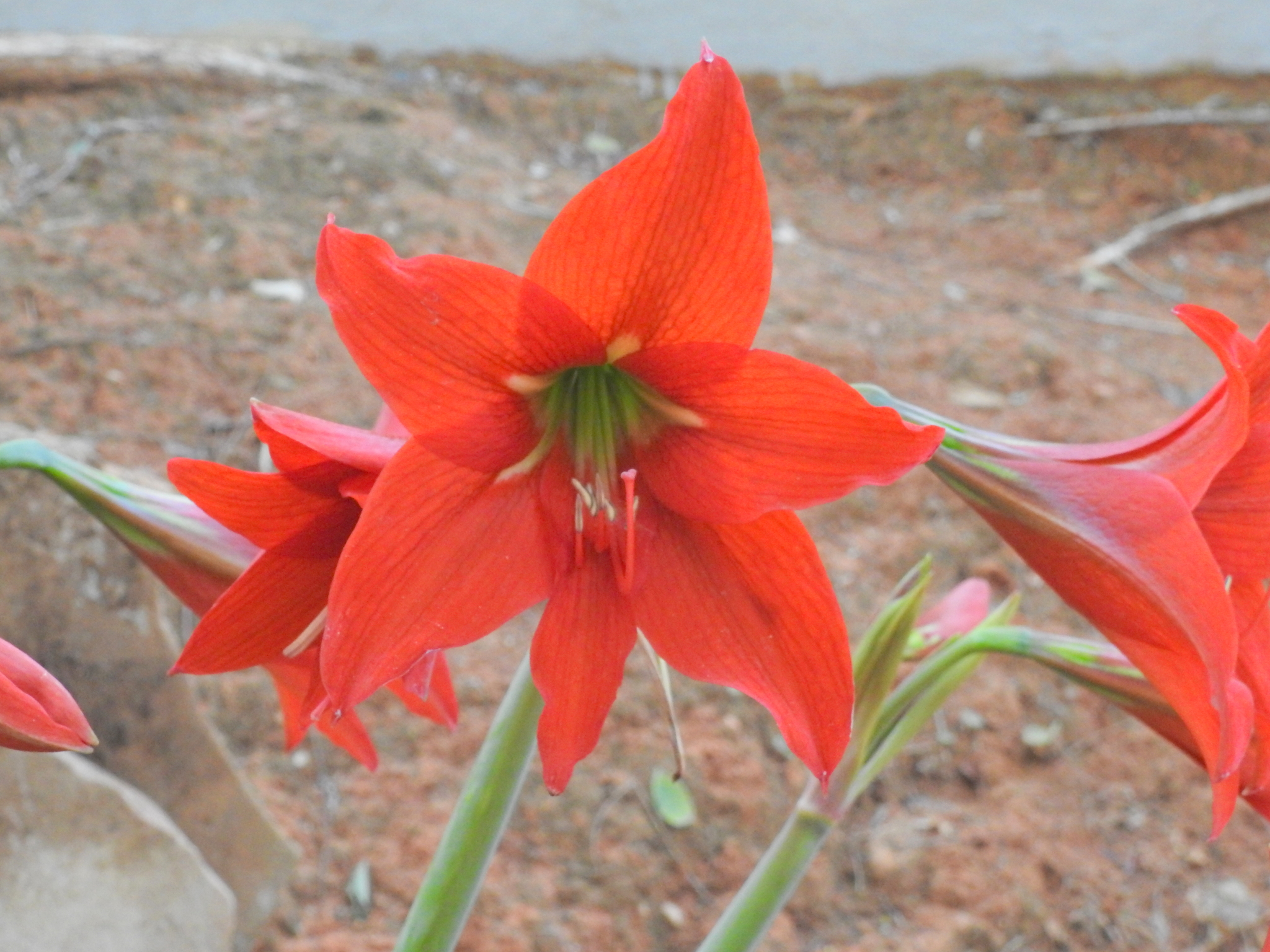 Amaryllis